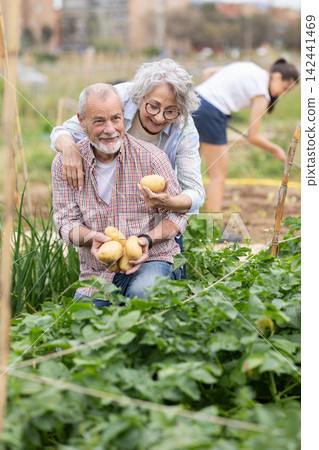 Senior couple is working in garden between beds, picking potato Senior couple is working in garden between beds, picking potato 142441469