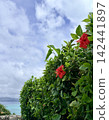 Hibiscus flowers and the sea in Okinawa - A tropical landscape adorned with red flowers 142441897