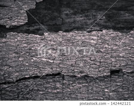 Detailed close-up texture of cracked grey tree bark with deep natural grooves. Detailed close-up texture of cracked grey tree bark with deep natural grooves. 142442121