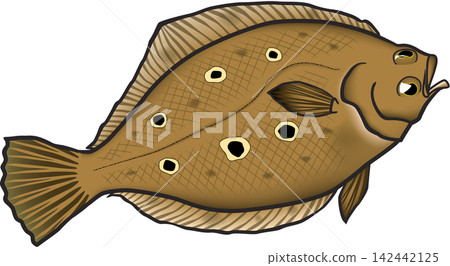 比目魚(一種扁頭比目魚)的插圖,以輪廓線繪製,半寫實半風格化。 比目魚(一種扁頭比目魚)的插圖,以輪廓線繪製,半寫實半風格化。 142442125