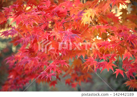 層層疊疊的鮮紅楓葉，以及秋天的光芒 142442189