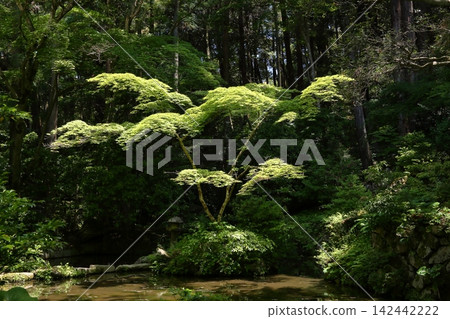 金剛林寺:清新綠意花園 金剛林寺:清新綠意花園 142442222