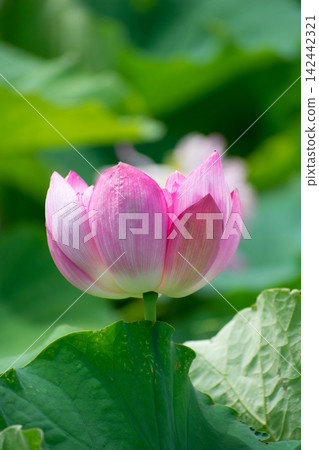蓮花 蓮花 142442321