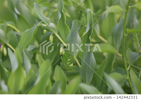 Solomon's-seal flower Solomon's-seal flower 142442331
