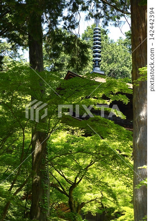 Kongorinji Temple: The three-story pagoda amidst the fresh greenery. Kongorinji Temple: The three-story pagoda amidst the fresh greenery. 142442394