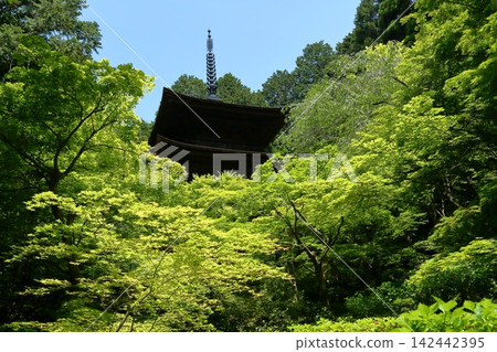 金剛林寺:掩映在綠樹叢中的三層寶塔。 金剛林寺:掩映在綠樹叢中的三層寶塔。 142442395