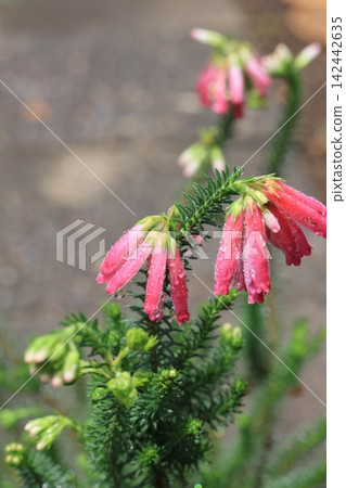 A close-up photograph of an Erica flower. A close-up photograph of an Erica flower. 142442635