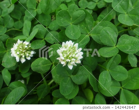 White clover White clover 142442647