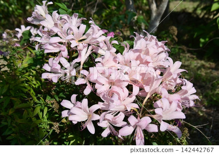 The raccoon dog's razor with its pale pink flowers The raccoon dog's razor with its pale pink flowers 142442767