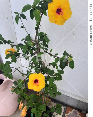 Yellow flowers, flowers in the flowerbed 142442813