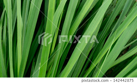Close up shot of long green grass blades forming a lush. Vibrant natural pattern and texture. Close up shot of long green grass blades forming a lush. Vibrant natural pattern and texture. 142442875