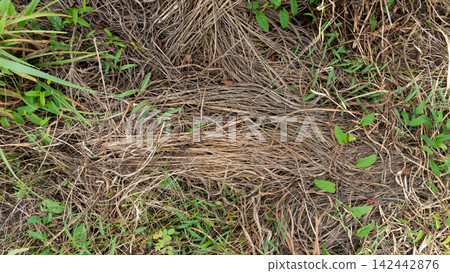 A dry and withered grass ground surface covered with dead brown blades and scattered green shoots. For background and textured of weeds in the field. A dry and withered grass ground surface covered with dead brown blades and scattered green shoots. For background and textured of weeds in the field. 142442876