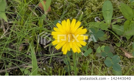 Dandelion blooming in the field Dandelion blooming in the field 142443040
