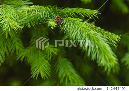 Spruce branch with green needles in a natural woodland setting Spruce branch with green needles in a natural woodland setting 142443491