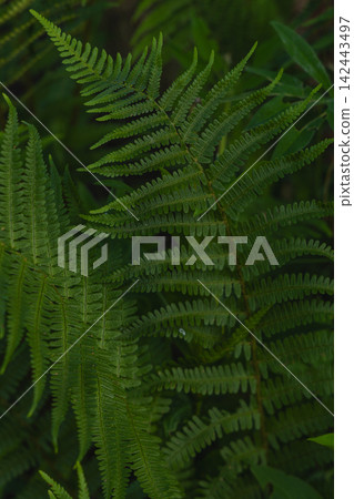 Green fern leaves close up in a woodland setting during daylight hours Green fern leaves close up in a woodland setting during daylight hours 142443497