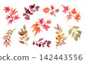 A set of hand-painted watercolor illustrations of autumn leaves and foliage. 142443556