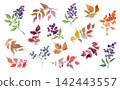 A set of hand-painted watercolor illustrations of autumn leaves, foliage, and berries. 142443557