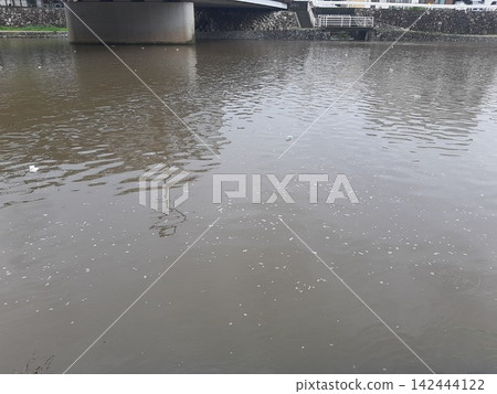 颱風後的河流;河水暴漲。 颱風後的河流;河水暴漲。 142444122