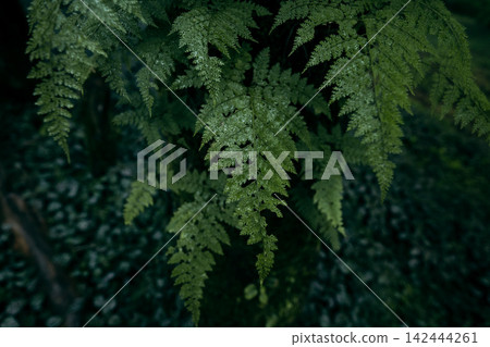 Close-up of lush green fern leaves covered in water droplets in a dark moody forest. Close-up of lush green fern leaves covered in water droplets in a dark moody forest. 142444261