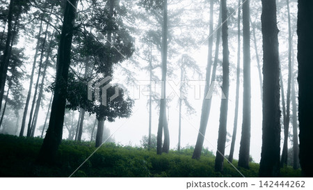 Mysterious pine forest landscape enveloped in thick morning fog. 142444262