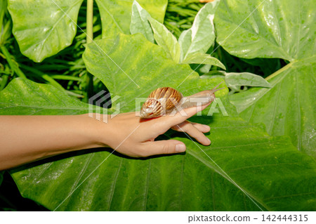 Giant African snail slowly crawls on human hand surrounded by green tropical leaves Giant African snail slowly crawls on human hand surrounded by green tropical leaves 142444315