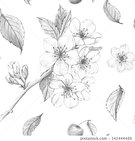 Seamless cherry blossom pattern with flowers, leaves, buds, and cherries. Hand-drawn pencil sketch for textile design, packaging, stationery, and organic cosmetics. Botanical illustration on white Seamless cherry blossom pattern with flowers, leaves, buds, and cherries. Hand-drawn pencil sketch for textile design, packaging, stationery, and organic cosmetics. Botanical illustration on white 142444489