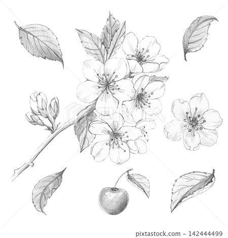 Cherry blossom set: branch, flowers, leaves, fruit. Hand-drawn botanical pencil sketch. Ideal for wedding invites, organic cosmetics packaging, and custom floral patterns. White background. 142444499