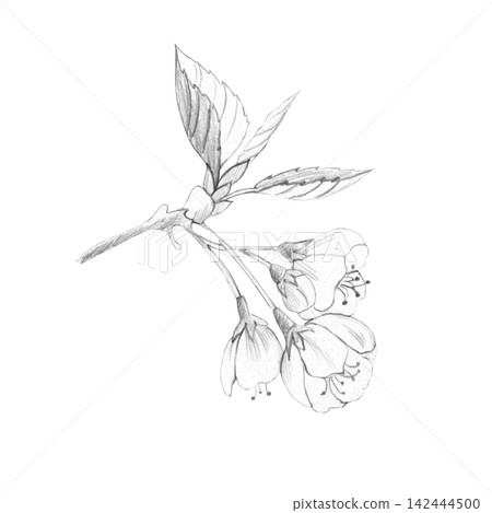 Detailed hand-drawn pencil sketch of cherry blossom branch with buds, leaves, isolated on white background. For botanical designs, organic cosmetics branding, wellness packaging and natural product Detailed hand-drawn pencil sketch of cherry blossom branch with buds, leaves, isolated on white background. For botanical designs, organic cosmetics branding, wellness packaging and natural product 142444500