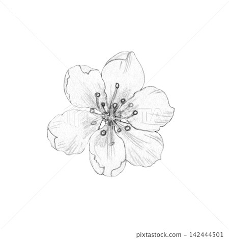 Detailed hand-drawn pencil sketch of single cherry blossom flower isolated on white background. For botanical designs, cards, and invitations, spring branding, cosmetics packaging, wellness Detailed hand-drawn pencil sketch of single cherry blossom flower isolated on white background. For botanical designs, cards, and invitations, spring branding, cosmetics packaging, wellness 142444501