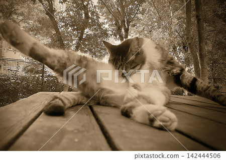 Relaxed tabby cat resting comfortably on a wooden bench in a lush, sunlit park. Relaxed tabby cat resting comfortably on a wooden bench in a lush, sunlit park. 142444506