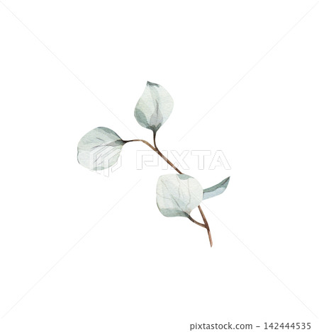 Minimalist watercolor botanical illustration small hand-drawn sage green eucalyptus sprig and brown stem, isolated on white background, for elegant wedding invitation details, floral design projects Minimalist watercolor botanical illustration small hand-drawn sage green eucalyptus sprig and brown stem, isolated on white background, for elegant wedding invitation details, floral design projects 142444535