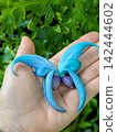 Honeysuckle 142444602