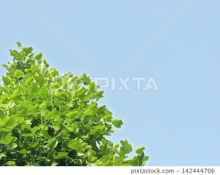 Blue sky and lush green trees, horizontal background material. Blue sky and lush green trees, horizontal background material. 142444706