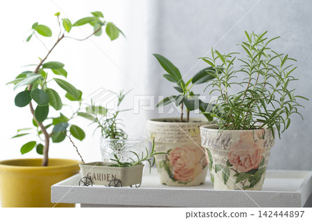 A natural lifestyle with rosemary and houseplants displayed in a bright windowsill. A natural lifestyle with rosemary and houseplants displayed in a bright windowsill. 142444897