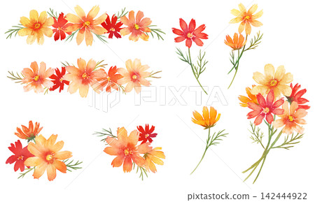 Watercolor cosmos illustration Watercolor cosmos illustration 142444922