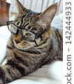 Cat wearing glasses 142444933