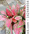 Red leaves of the tropics 142444934