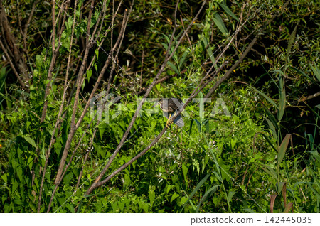 A young Sasagoi (a type of heron) on the Shinano River's Yasuragi Embankment. A young Sasagoi (a type of heron) on the Shinano River's Yasuragi Embankment. 142445035