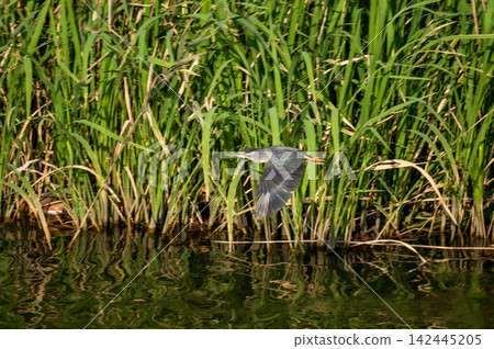 Adult Sasago (Japanese Egret) in flight over the Shinano River Yasuragi Embankment. Adult Sasago (Japanese Egret) in flight over the Shinano River Yasuragi Embankment. 142445205