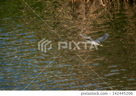 Adult Sasago (Japanese Egret) in flight over the Shinano River Yasuragi Embankment. Adult Sasago (Japanese Egret) in flight over the Shinano River Yasuragi Embankment. 142445206