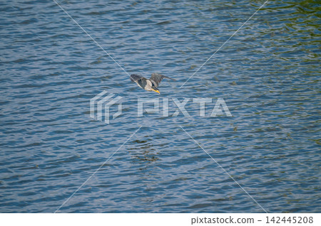 Adult Sasago (Japanese Egret) in flight over the Shinano River Yasuragi Embankment. Adult Sasago (Japanese Egret) in flight over the Shinano River Yasuragi Embankment. 142445208