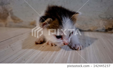 Tiny Newborn Calico Kitten Crawling on Wooden Floor Close-Up 142445237