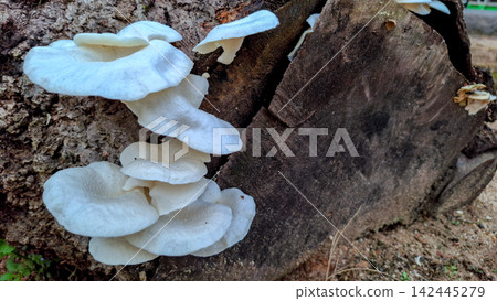 White Oyster Mushrooms Growing on Decay Wood Log Outdoor White Oyster Mushrooms Growing on Decay Wood Log Outdoor 142445279