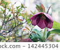Christmas roses blooming in the winter sunlight 142445304