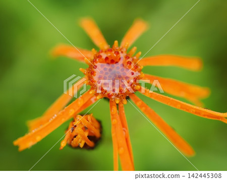 雨後的庫林卡（20260821061533） 142445308