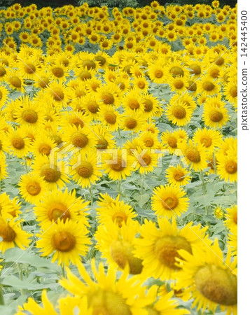 向著太陽 向著太陽 142445400