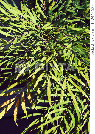 植物種植、外觀設計、植物影像 142445522