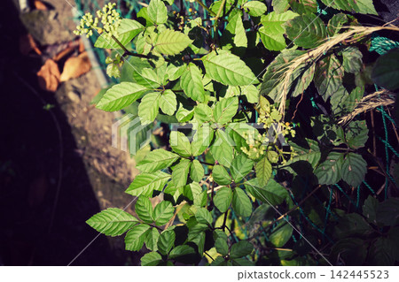 植物圖像 142445523