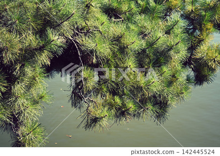 Pine tree by the pond Pine tree by the pond 142445524