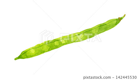 Green beans (single item) - Hand-drawn watercolor illustration of summer vegetables Green beans (single item) - Hand-drawn watercolor illustration of summer vegetables 142445530
